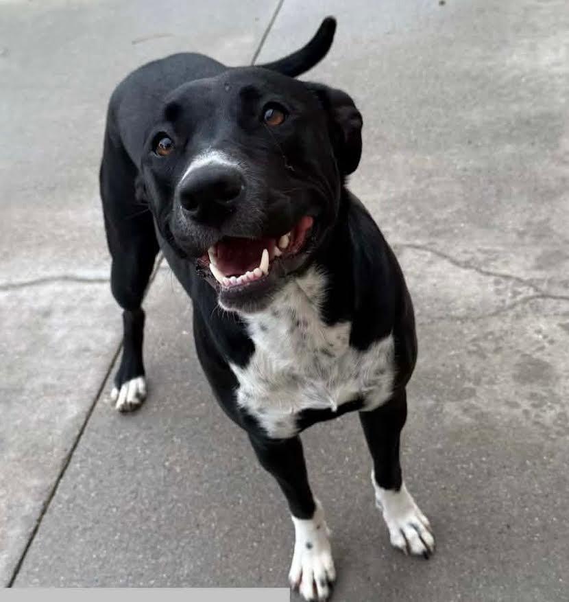 Enlarge Tesora, a Adoptable mixed breed in Fort Collins, CO image 3/6