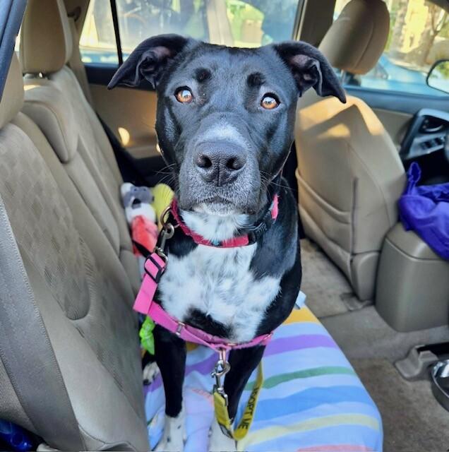 Enlarge Tesora, a Adoptable mixed breed in Fort Collins, CO image 4/6