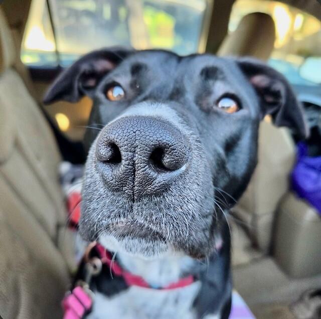 Enlarge Tesora, a Adoptable mixed breed in Fort Collins, CO image 5/6