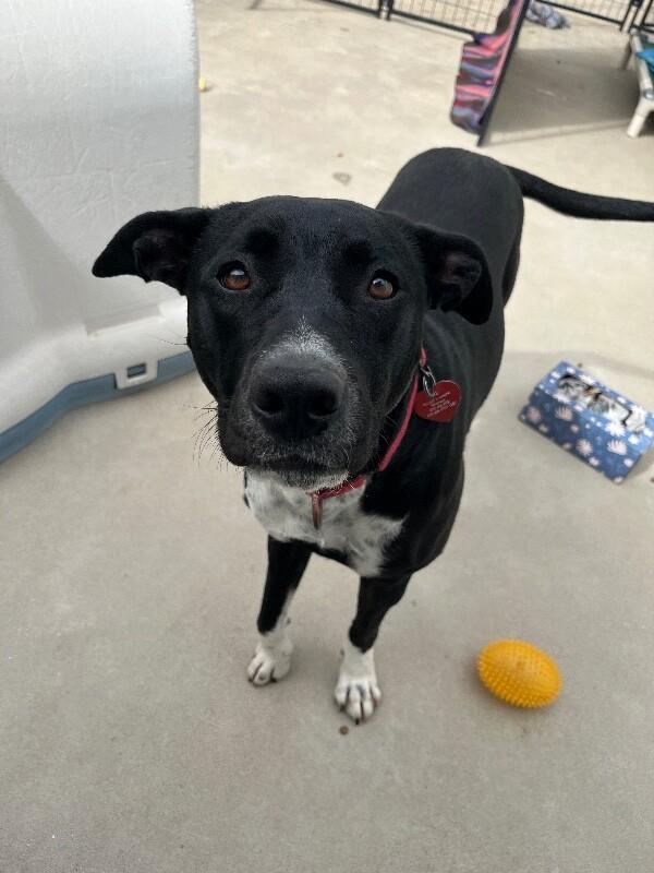 Enlarge Tesora, a Adoptable mixed breed in Fort Collins, CO image 6/6