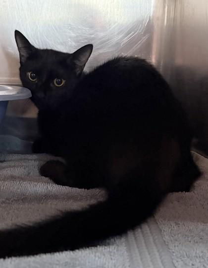 Mage, Adoptable, Young Female Domestic Short Hair & Domestic Short Hair.