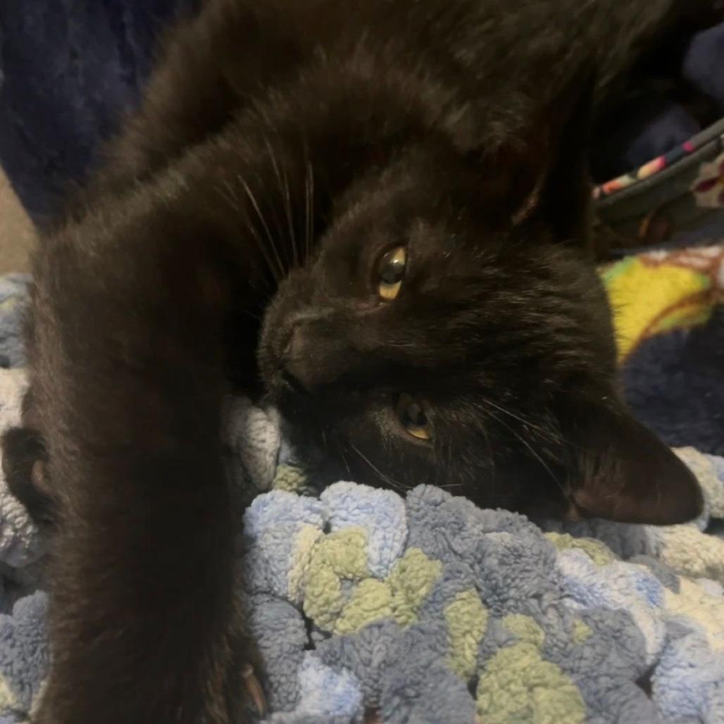 Enlarge Rock, an adopted mixed breed in Ocala, FL image 5/5