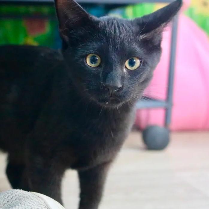 Enlarge Rock, an adopted mixed breed in Ocala, FL image 1/5