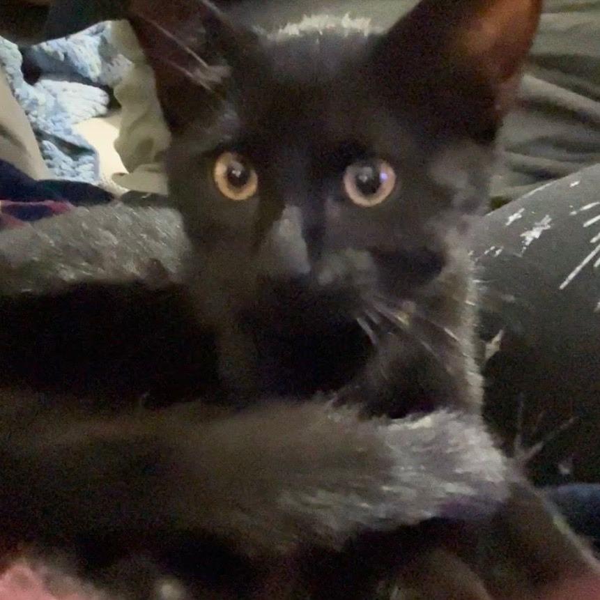 Enlarge Rock, an adopted mixed breed in Ocala, FL image 3/5