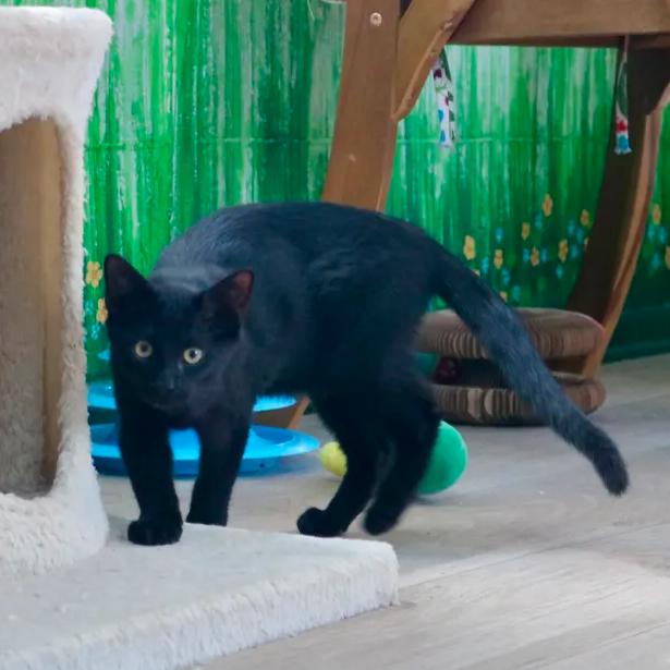 Enlarge Rock, an adopted mixed breed in Ocala, FL image 2/5