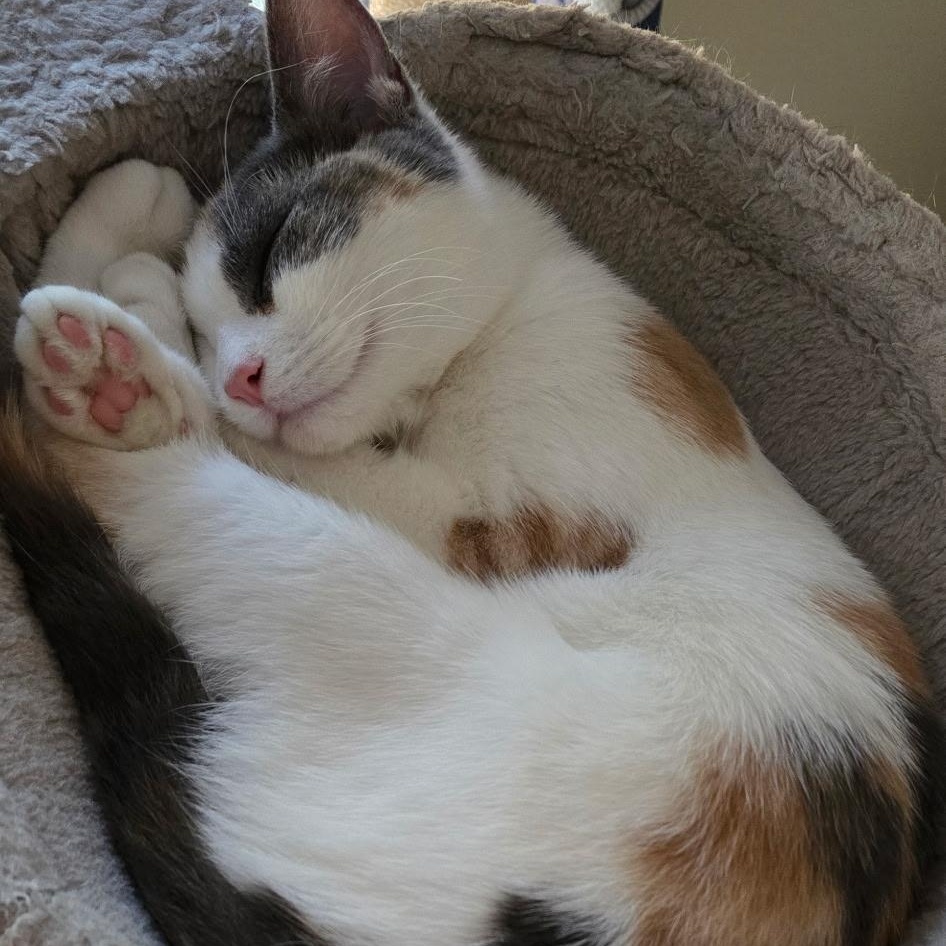 Edina, Adoptable, Kitten Female Domestic Short Hair.