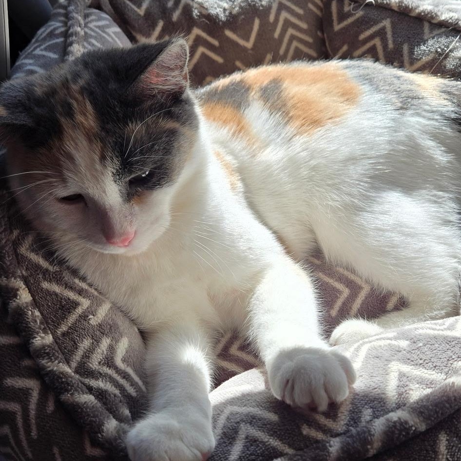 Enlarge Edina, a Adoptable Domestic Short Hair in Warwick, RI image 5/6