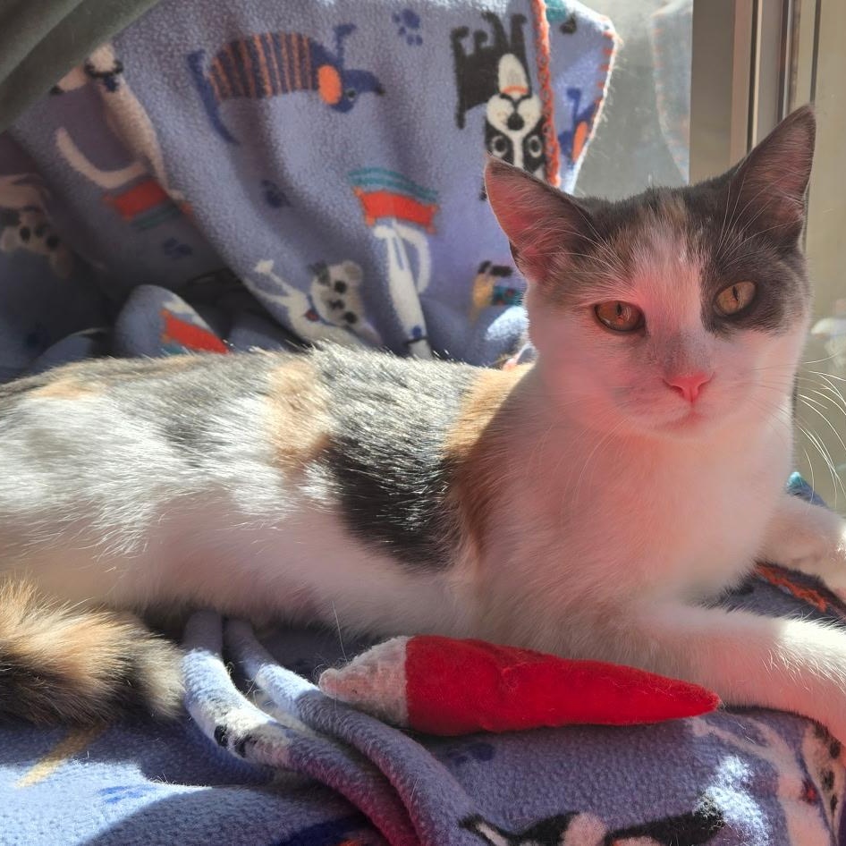 Enlarge Edina, a Adoptable Domestic Short Hair in Warwick, RI image 6/6