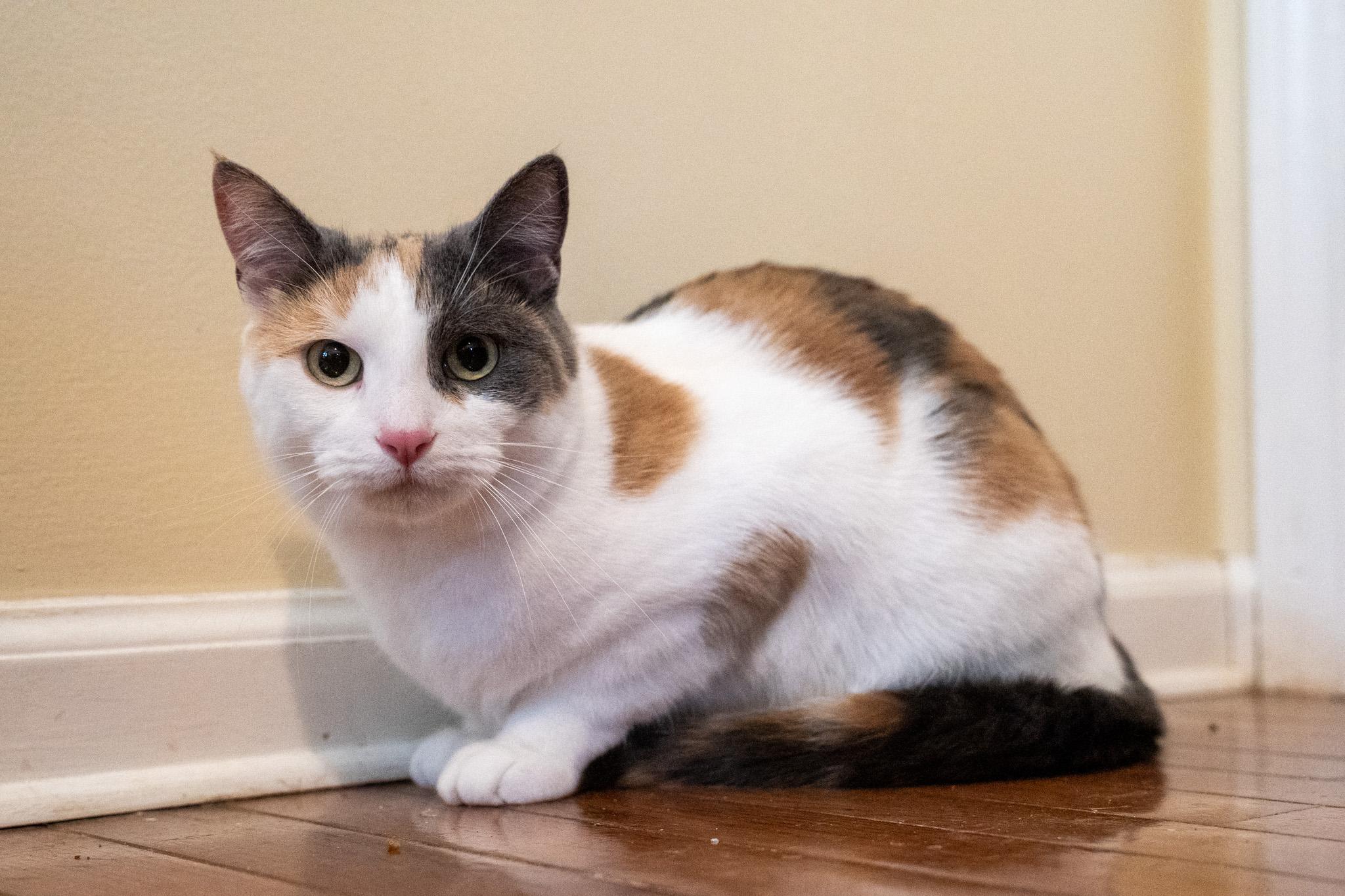 Edina, Adoptable, Kitten Female Domestic Short Hair.