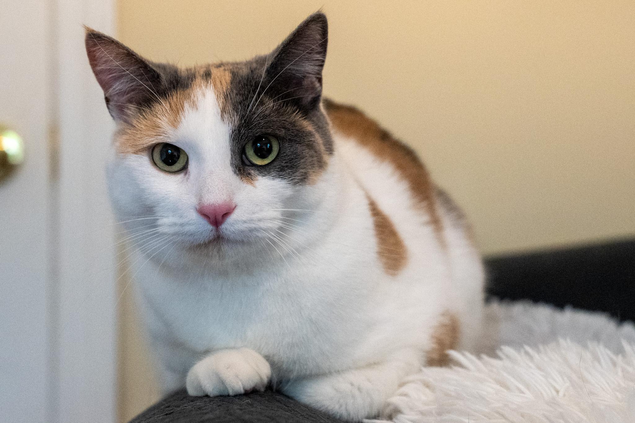 Enlarge Edina, a Adoptable Domestic Short Hair in Warwick, RI image 4/6