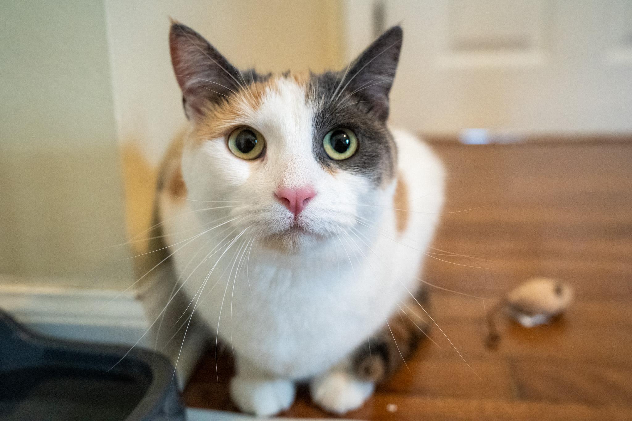 Enlarge Edina, a Adoptable Domestic Short Hair in Warwick, RI image 2/6