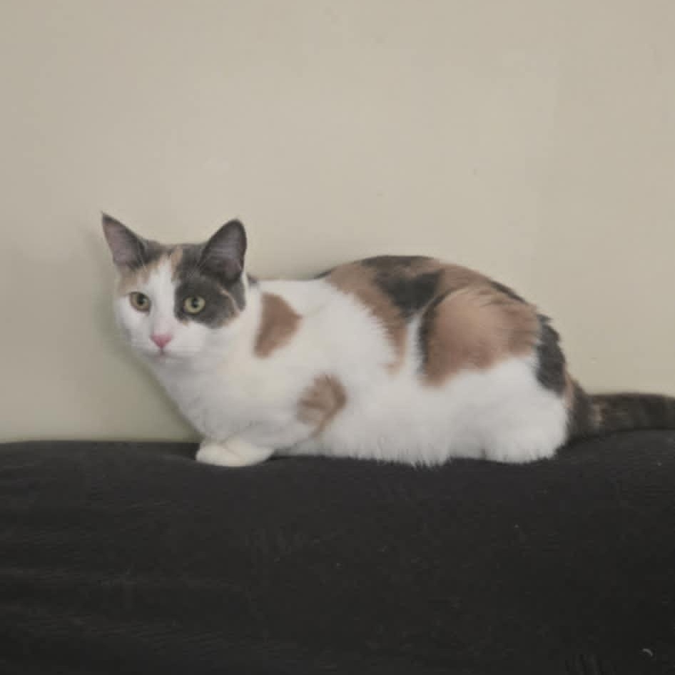 Enlarge Edina, a Adoptable Domestic Short Hair in Warwick, RI image 2/6