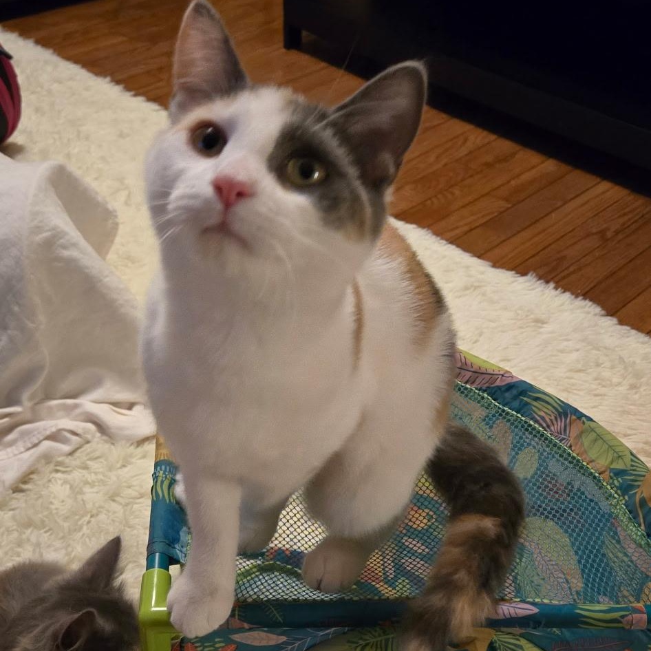 Enlarge Edina, a Adoptable Domestic Short Hair in Warwick, RI image 3/6