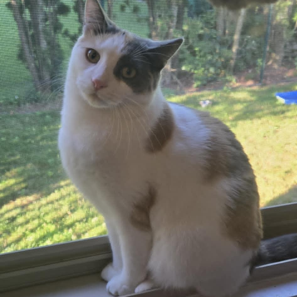 Edina, Adoptable, Kitten Female Domestic Short Hair.