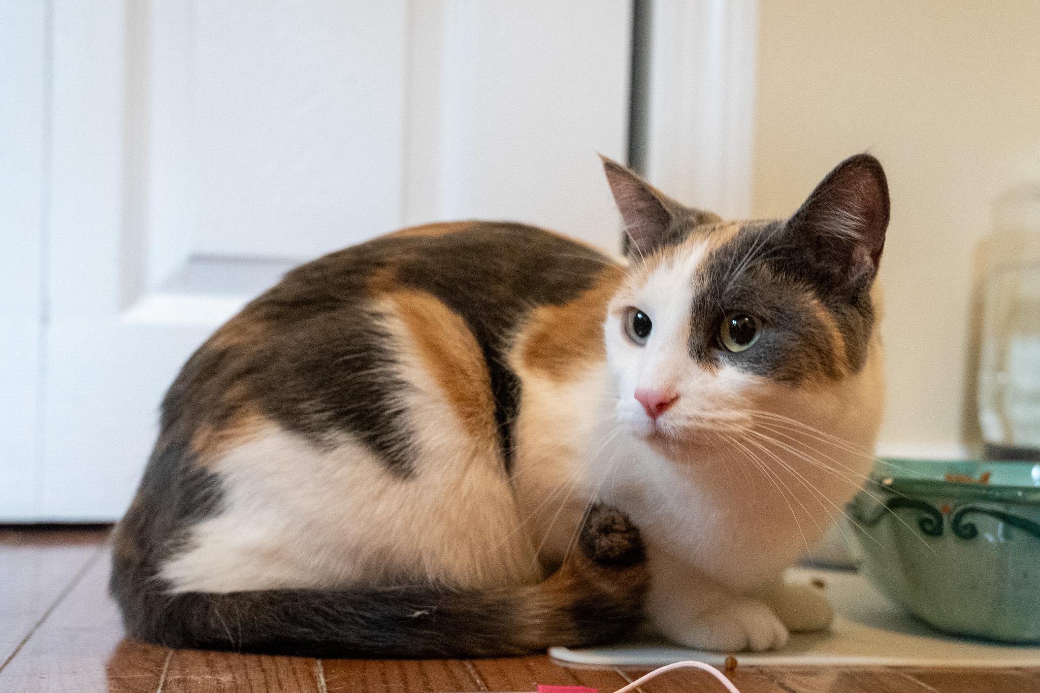 Enlarge Edina, a Adoptable Domestic Short Hair in Warwick, RI image 5/6