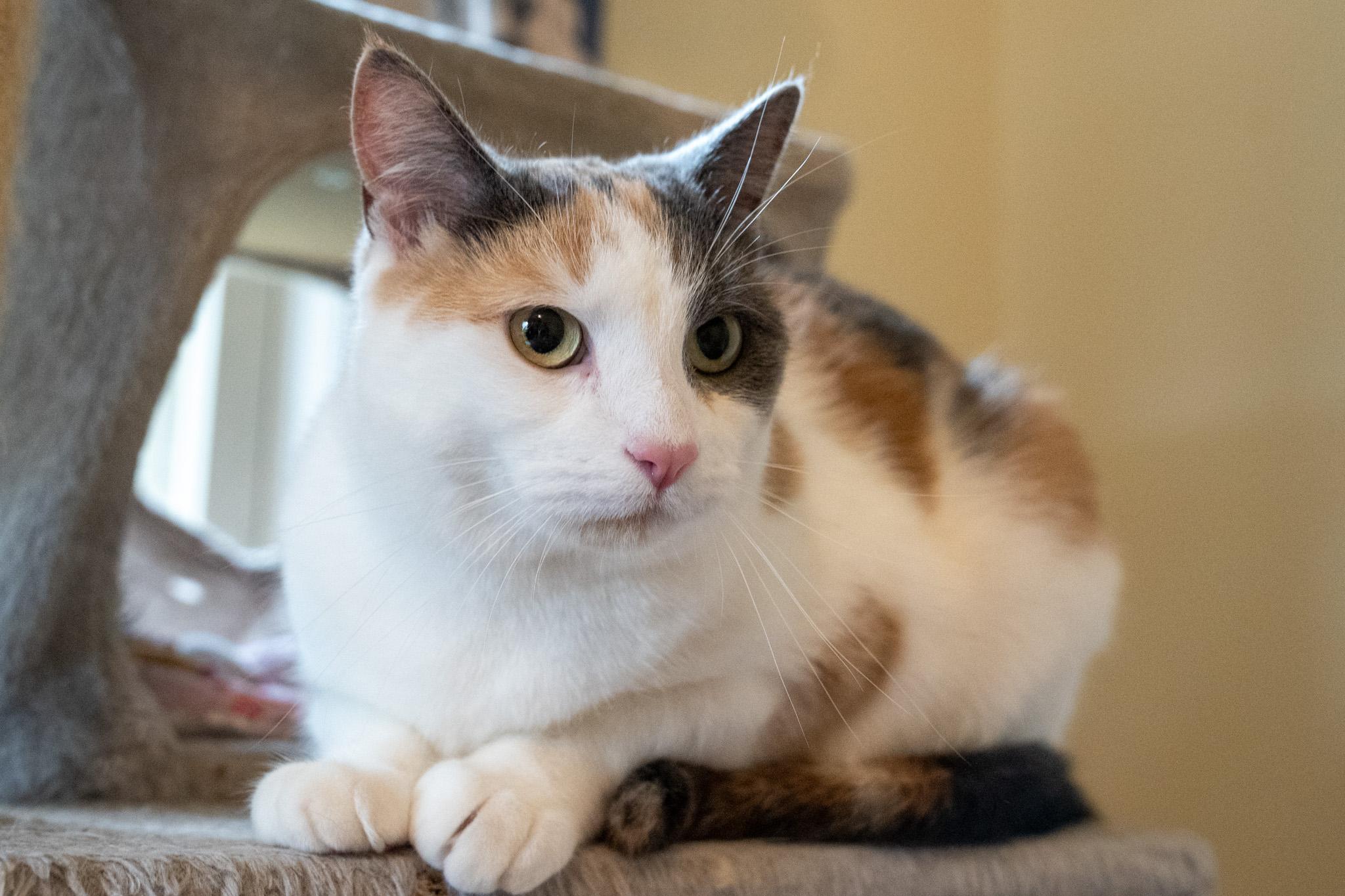 Enlarge Edina, a Adoptable Domestic Short Hair in Warwick, RI image 3/6