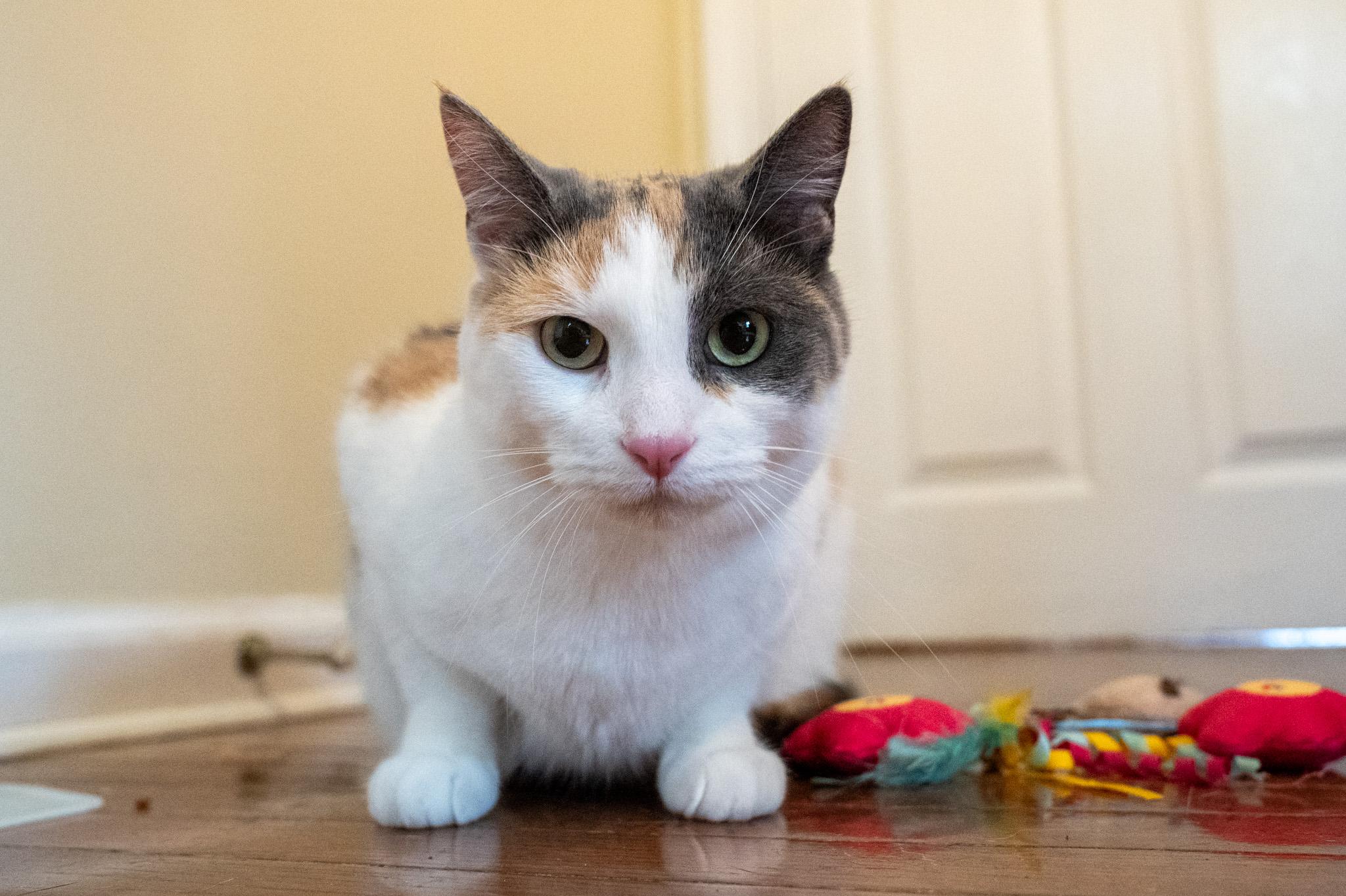 Enlarge Edina, a Adoptable Domestic Short Hair in Warwick, RI image 6/6