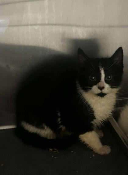 Enlarge Seraphina, a Adoptable Domestic Short Hair in Spruce Pine, NC image 1/1