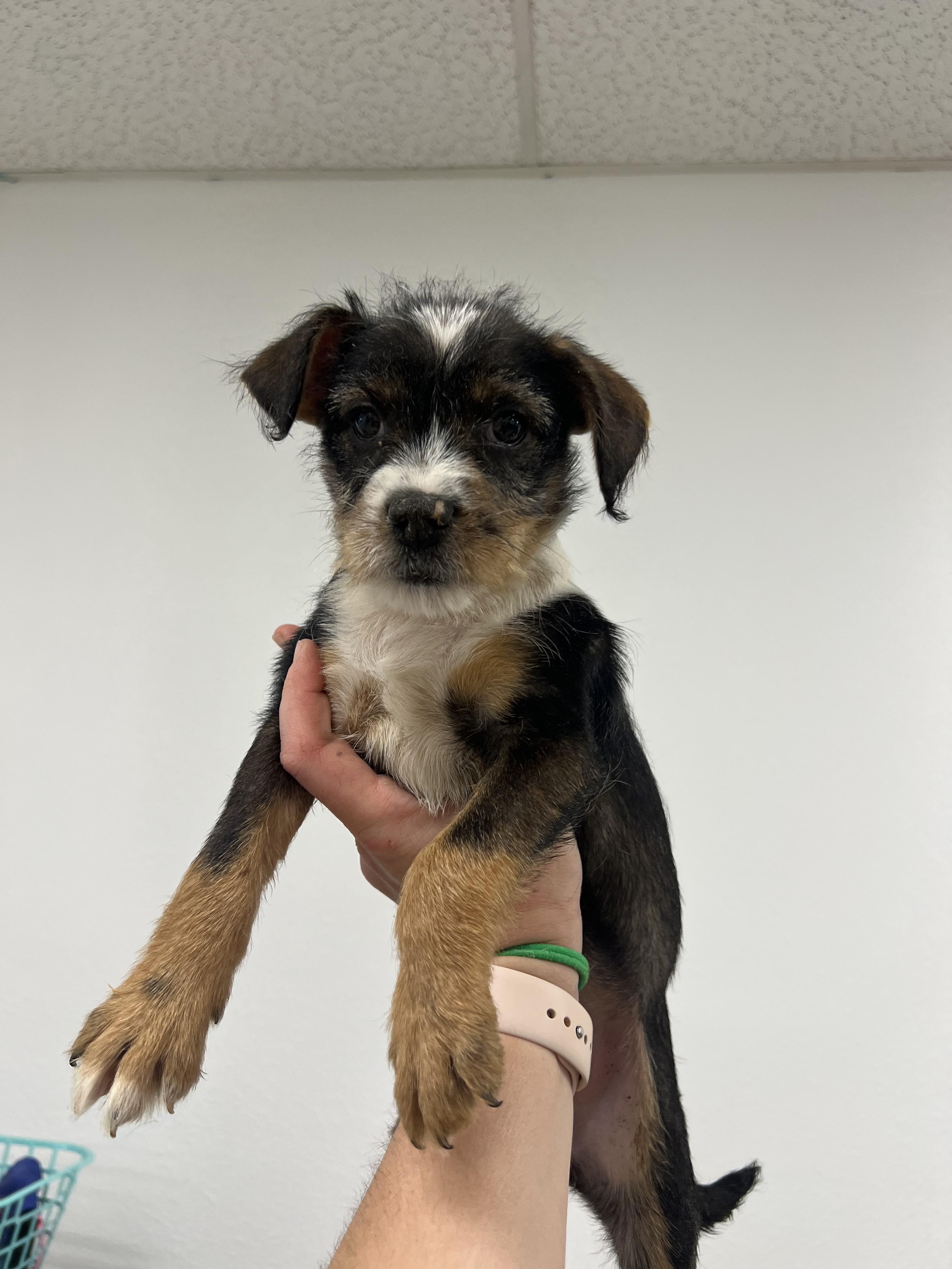 Plum, a Adoptable mixed breed in Fort Collins, CO image 3/4