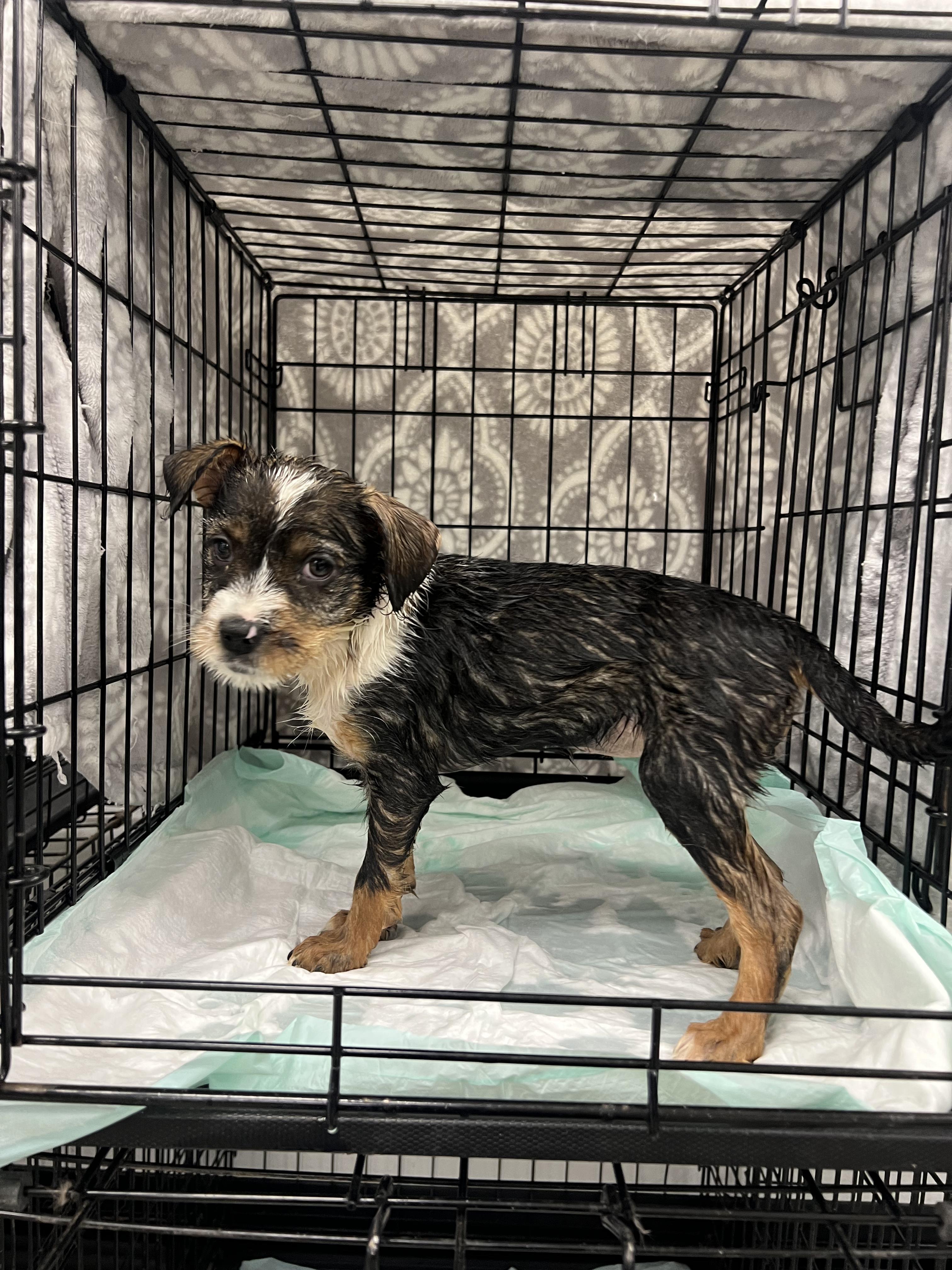Plum, a Adoptable mixed breed in Fort Collins, CO image 1/4