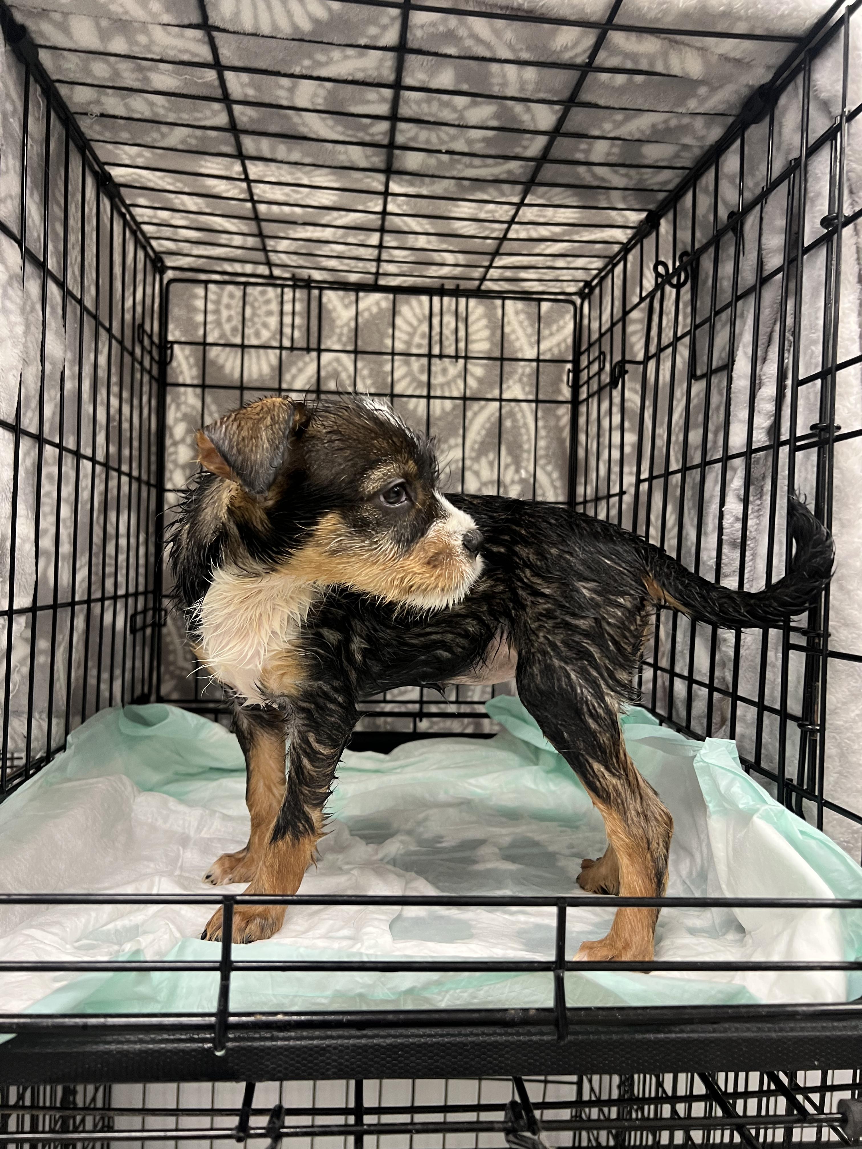 Plum, a Adoptable mixed breed in Fort Collins, CO image 4/4