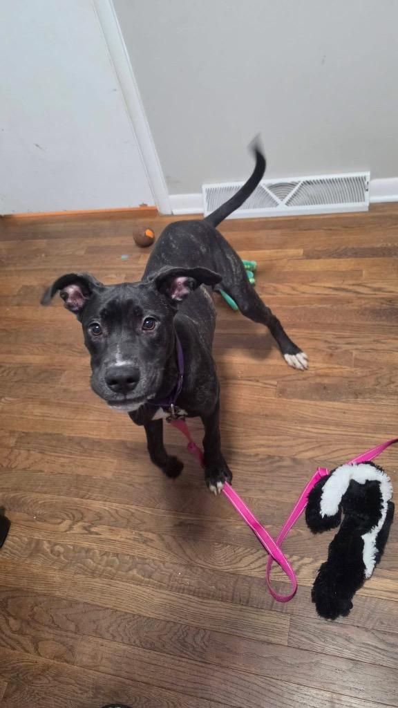 Enlarge Felicity, a Adoptable mixed breed in Charlotte, MI image 1/4