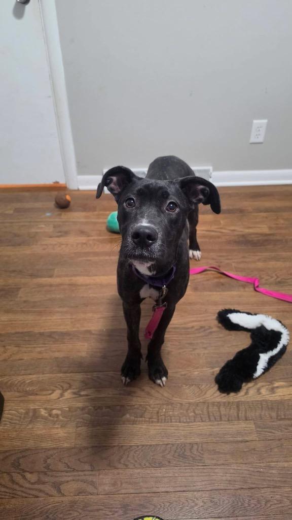 Enlarge Felicity, a Adoptable mixed breed in Charlotte, MI image 2/4