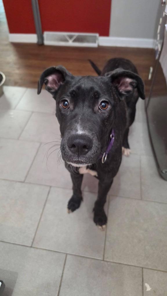 Enlarge Felicity, a Adoptable mixed breed in Charlotte, MI image 3/4