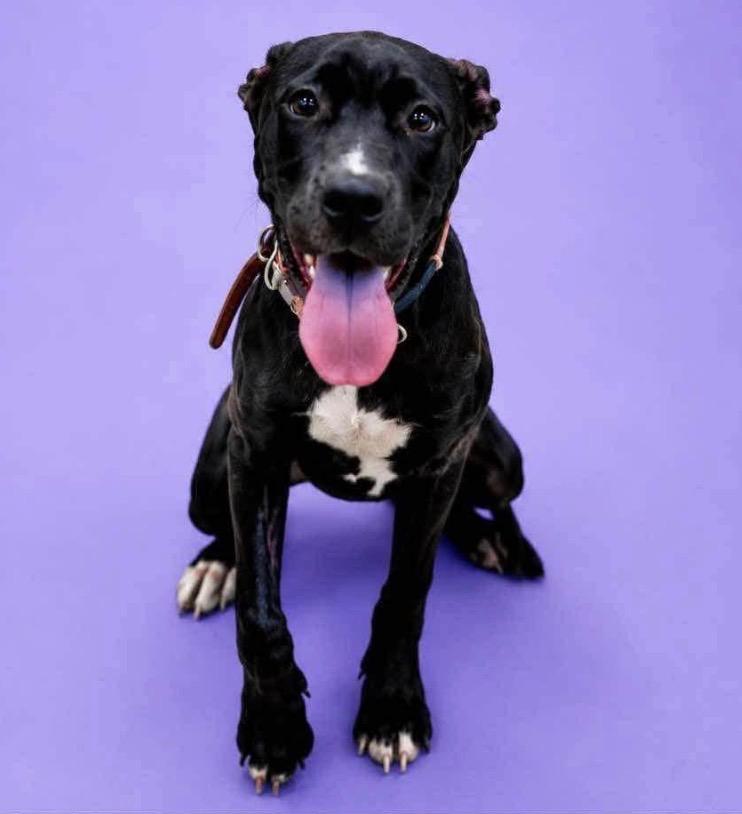 Enlarge Felicity, a Adoptable mixed breed in Charlotte, MI image 4/4
