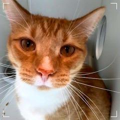 Scotch — thumbnail 2