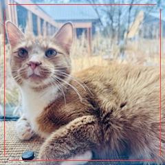 Scotch — thumbnail 3