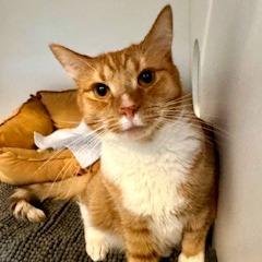 Scotch — thumbnail 4