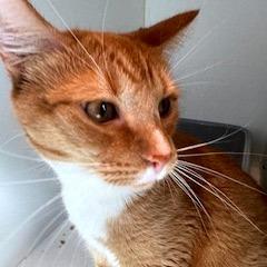 Scotch — thumbnail 6