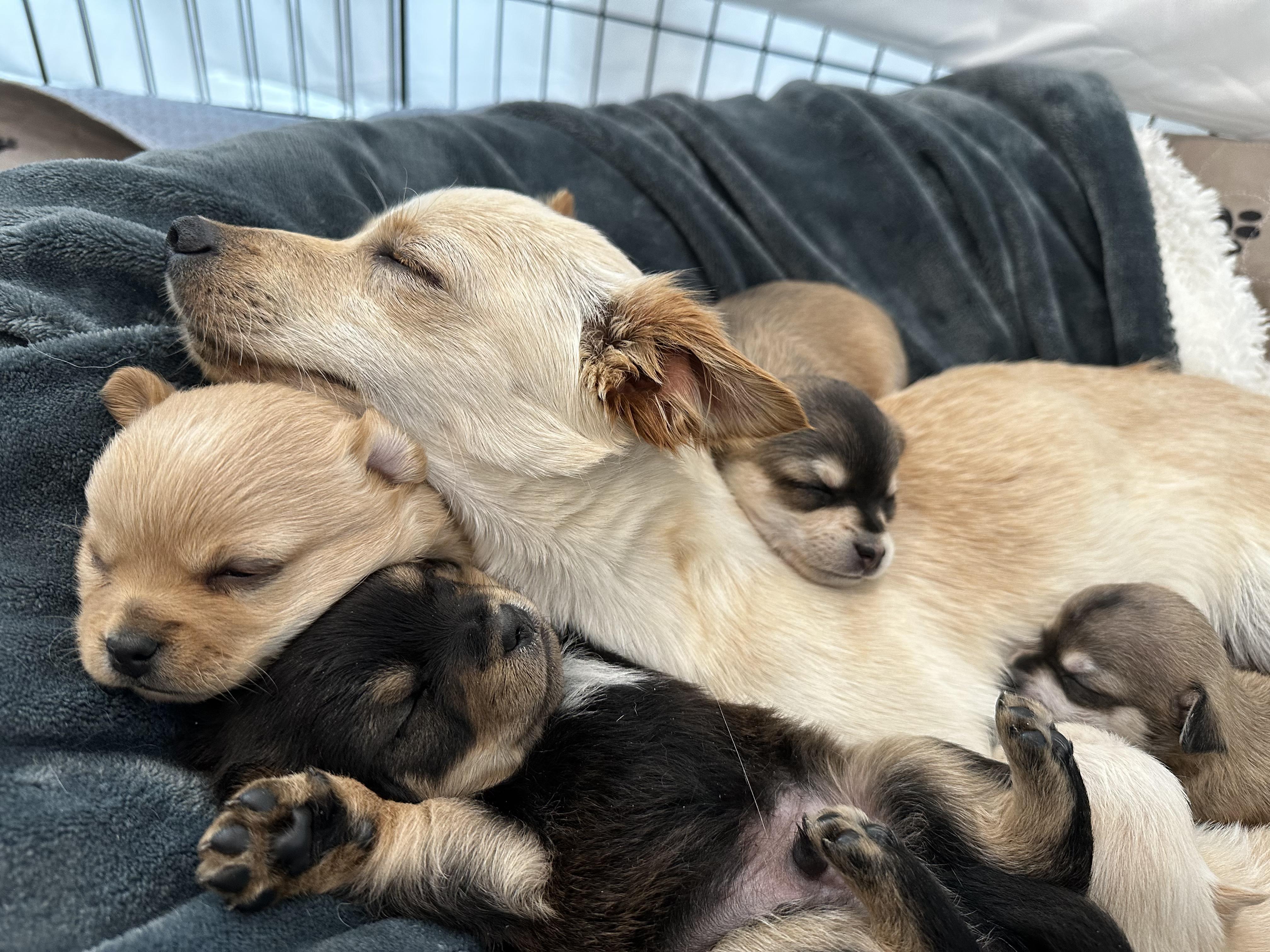 Enlarge Emma, a Adopted mixed breed in Sunnyvale, CA image 4/6