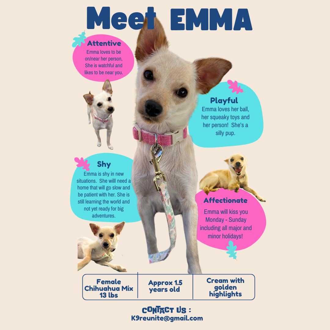 Emma, Adopted, Adult Female Chihuahua & Rat Terrier.