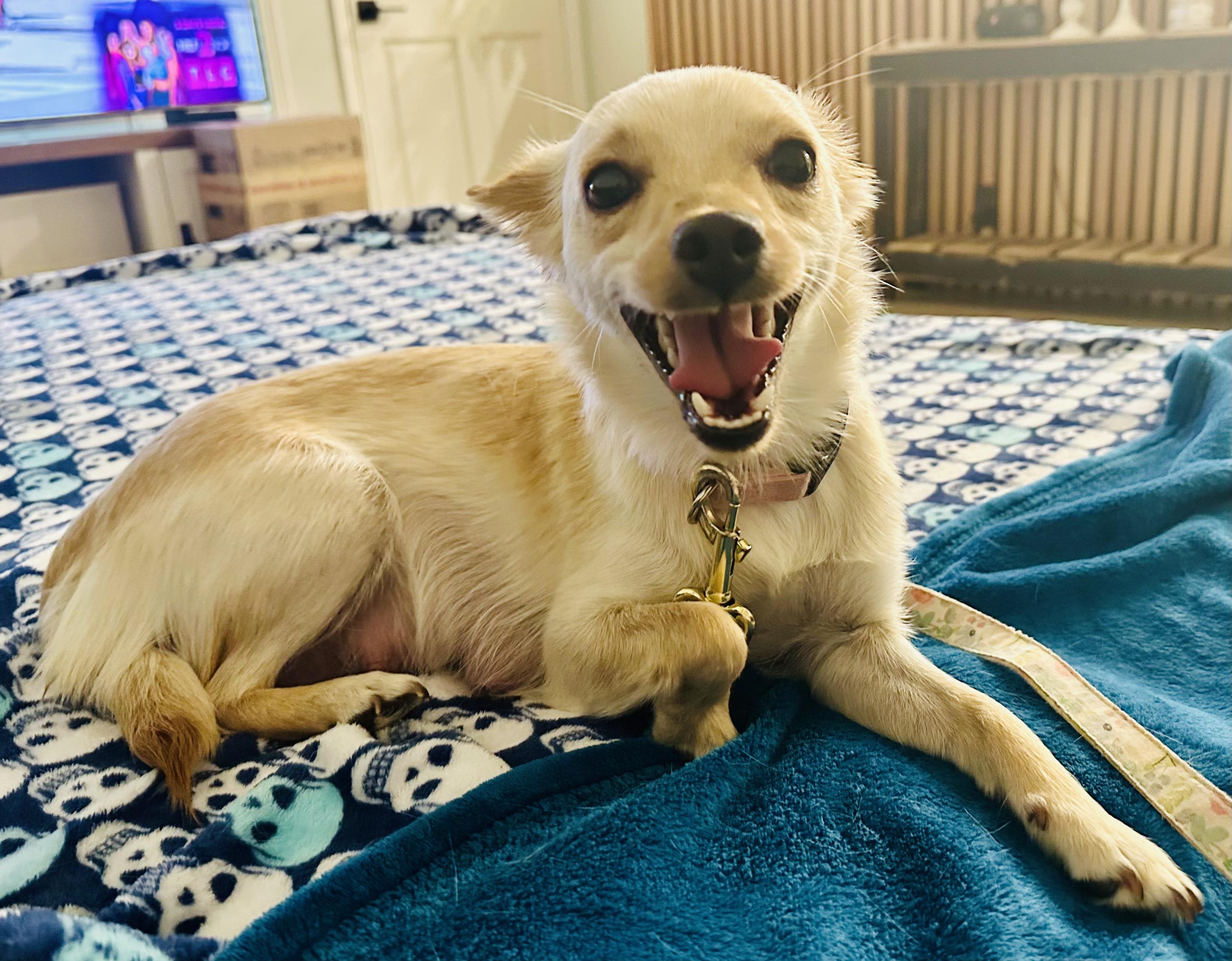 Enlarge Emma, a Adopted mixed breed in Sunnyvale, CA image 6/6