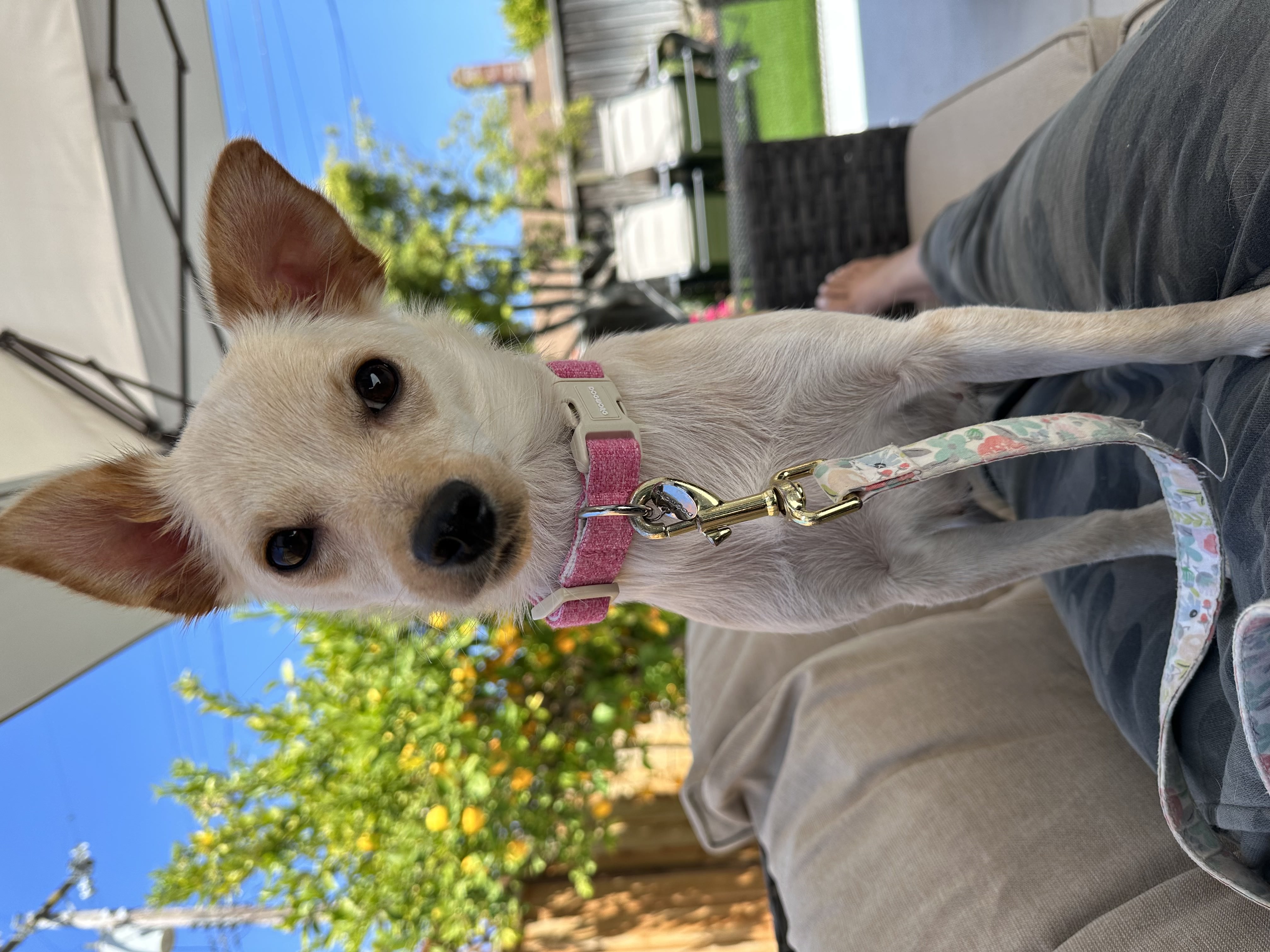 Enlarge Emma, a Adopted mixed breed in Sunnyvale, CA image 2/6