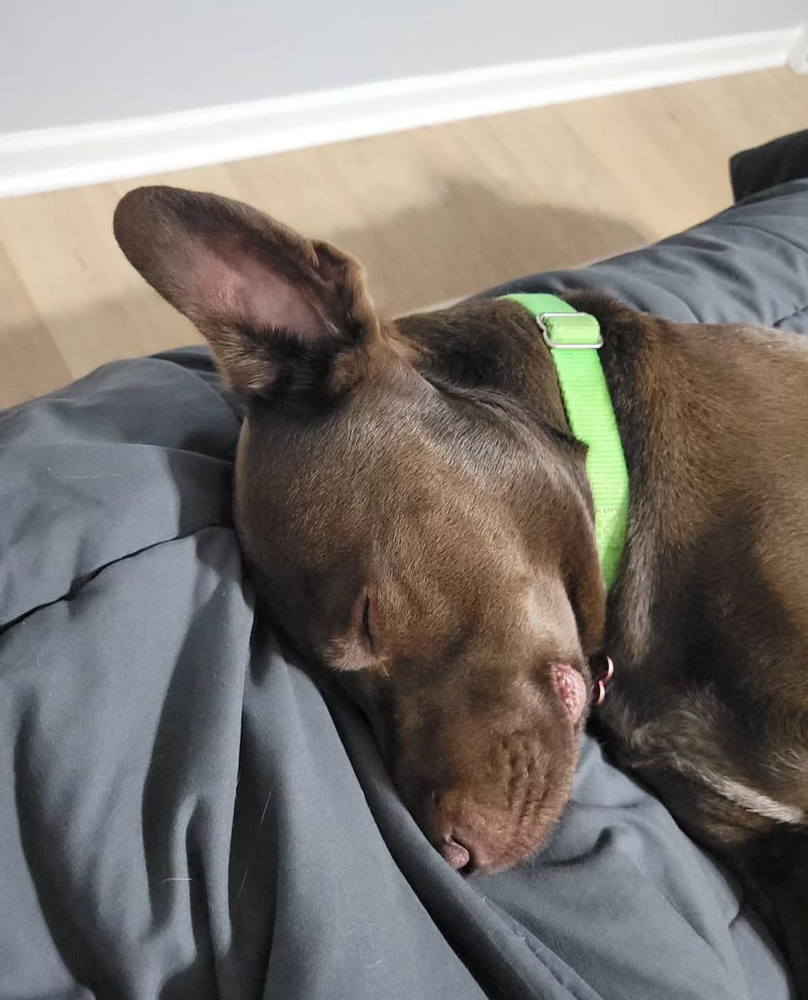 Champ, a Adoptable mixed breed in Medina, OH image 2/6