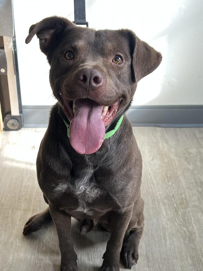 Champ, a Adoptable mixed breed in Medina, OH image 3/6