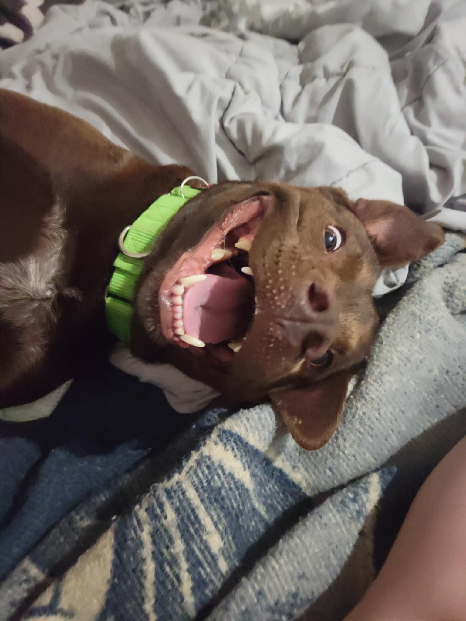 Champ, a Adoptable mixed breed in Medina, OH image 6/6