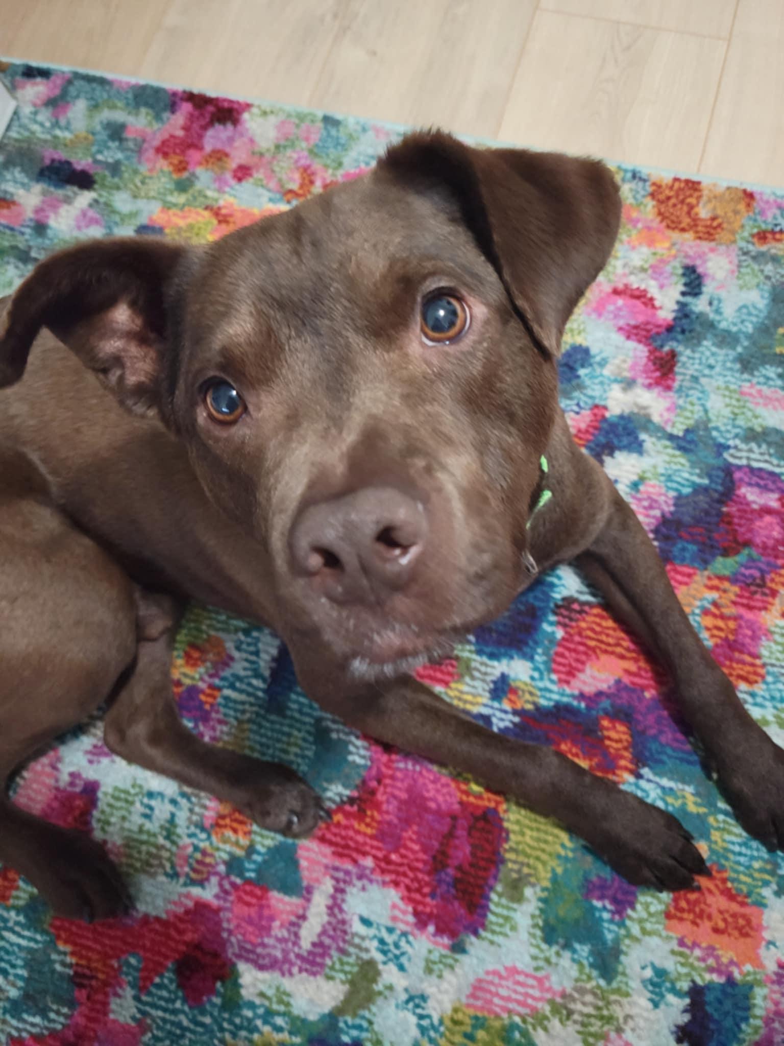 Champ, a Adoptable mixed breed in Medina, OH image 4/6