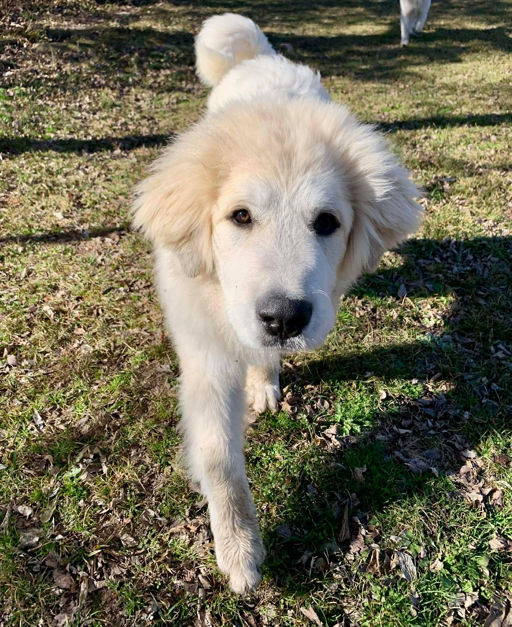 Enlarge Albie , an adopted Great Pyrenees in Kiowa, OK image 5/6