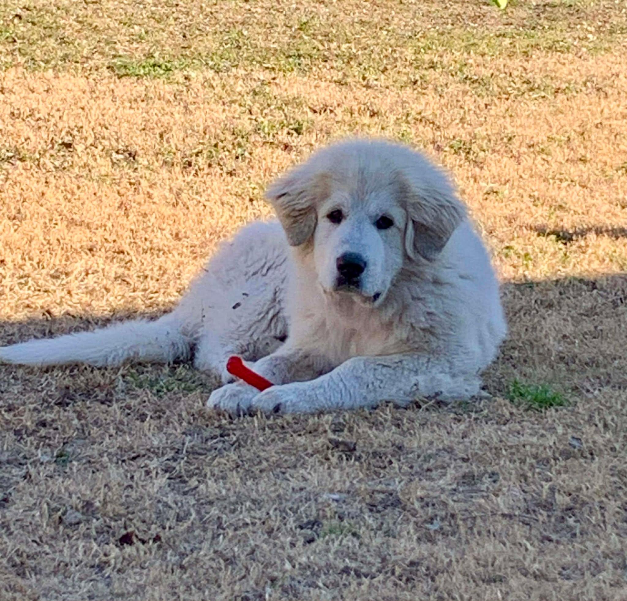 Enlarge Albie , an adopted Great Pyrenees in Kiowa, OK image 2/6