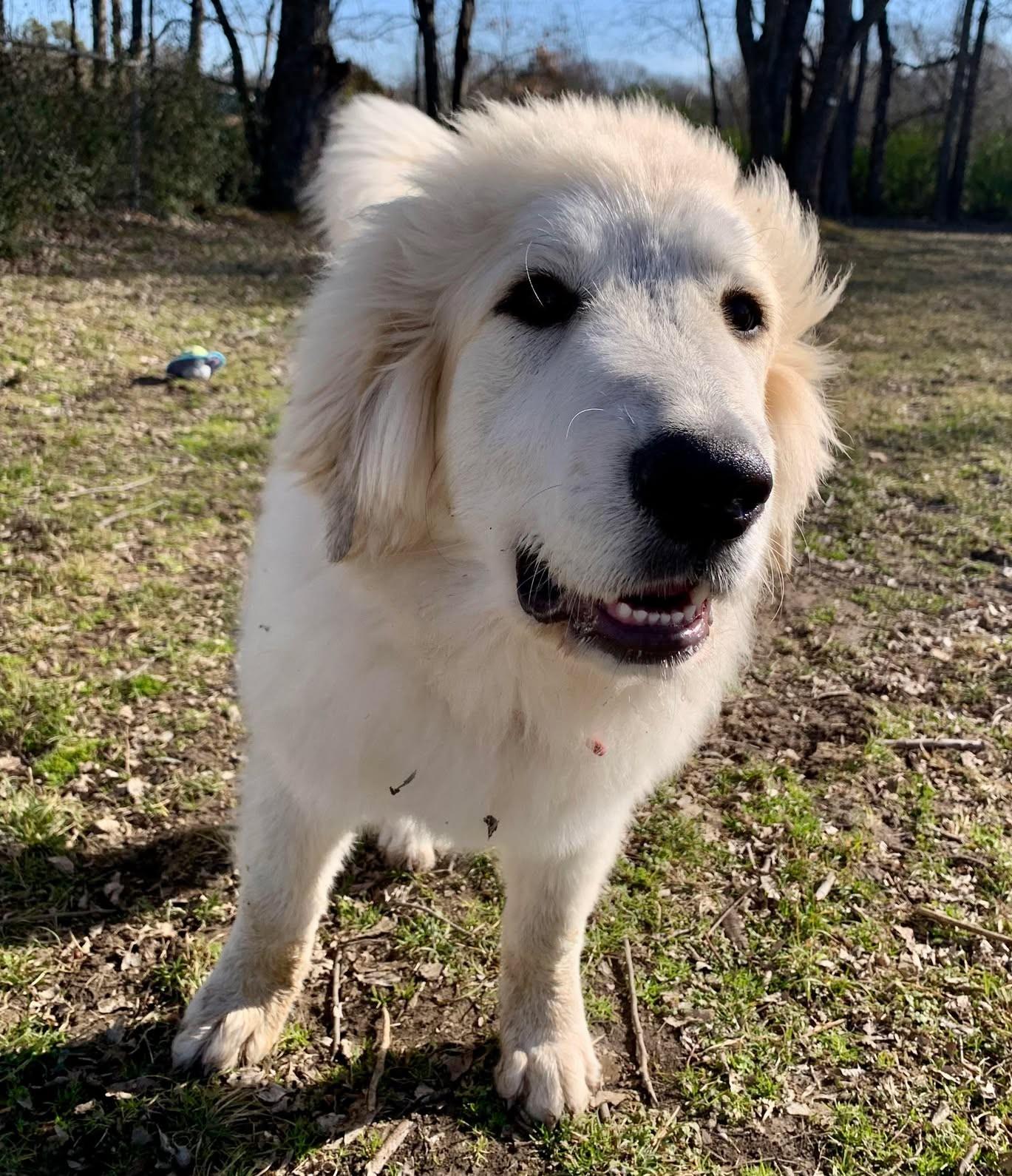Enlarge Albie , an adopted Great Pyrenees in Kiowa, OK image 4/6