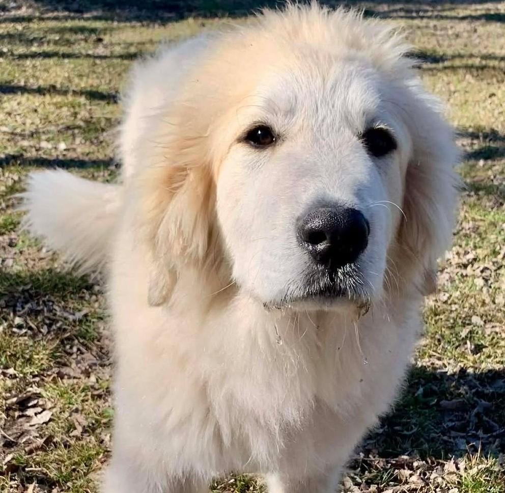 Enlarge Albie , an adopted Great Pyrenees in Kiowa, OK image 6/6
