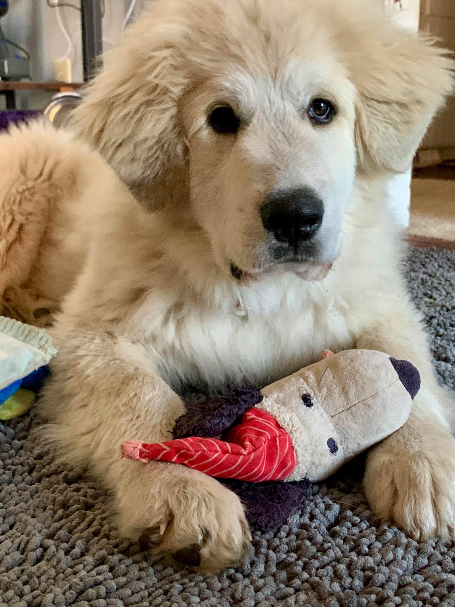 Enlarge Albie , an adopted Great Pyrenees in Kiowa, OK image 1/6