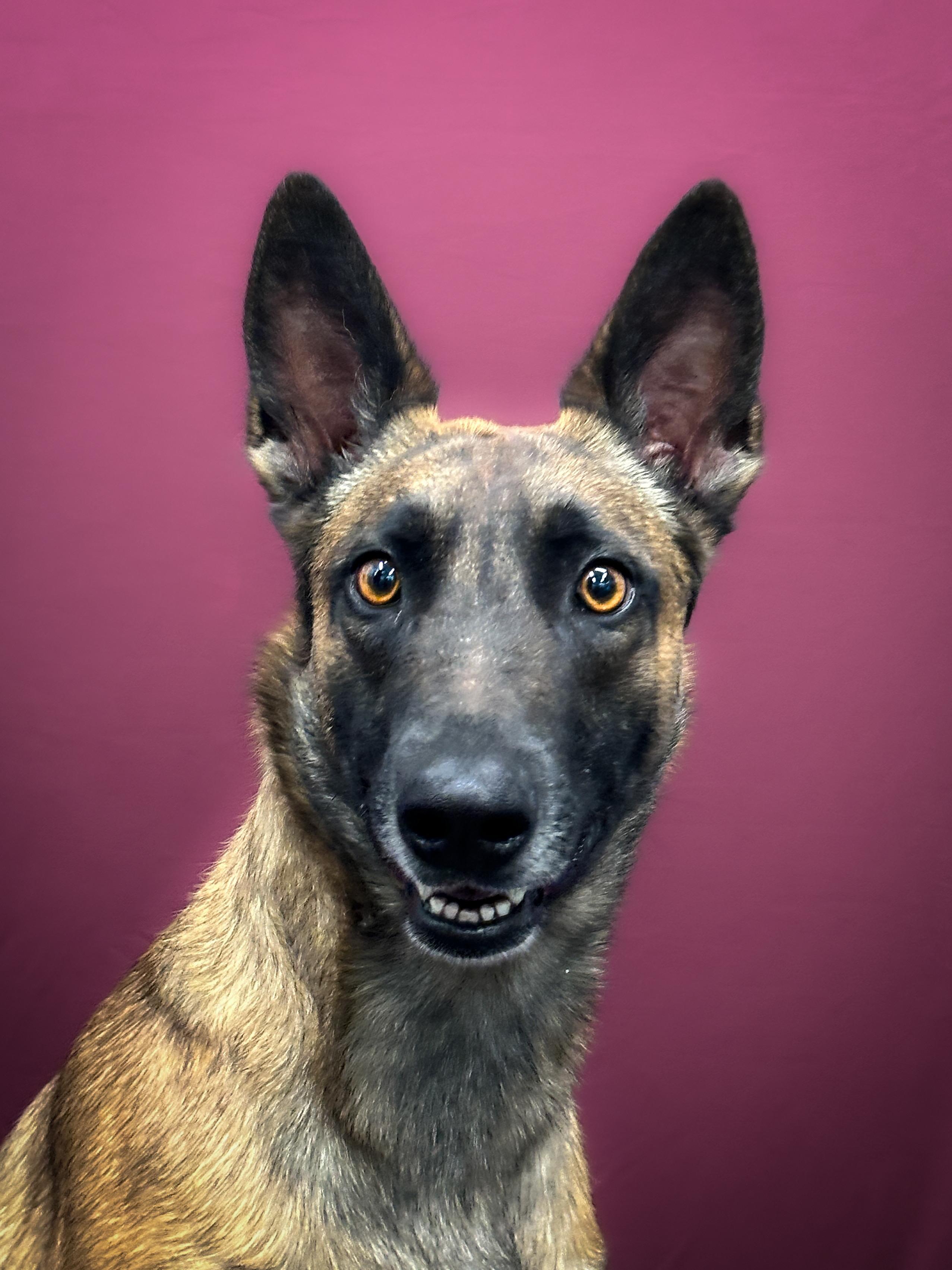 Enlarge Themba, a Adoptable mixed breed in Las Vegas, NV image 2/5