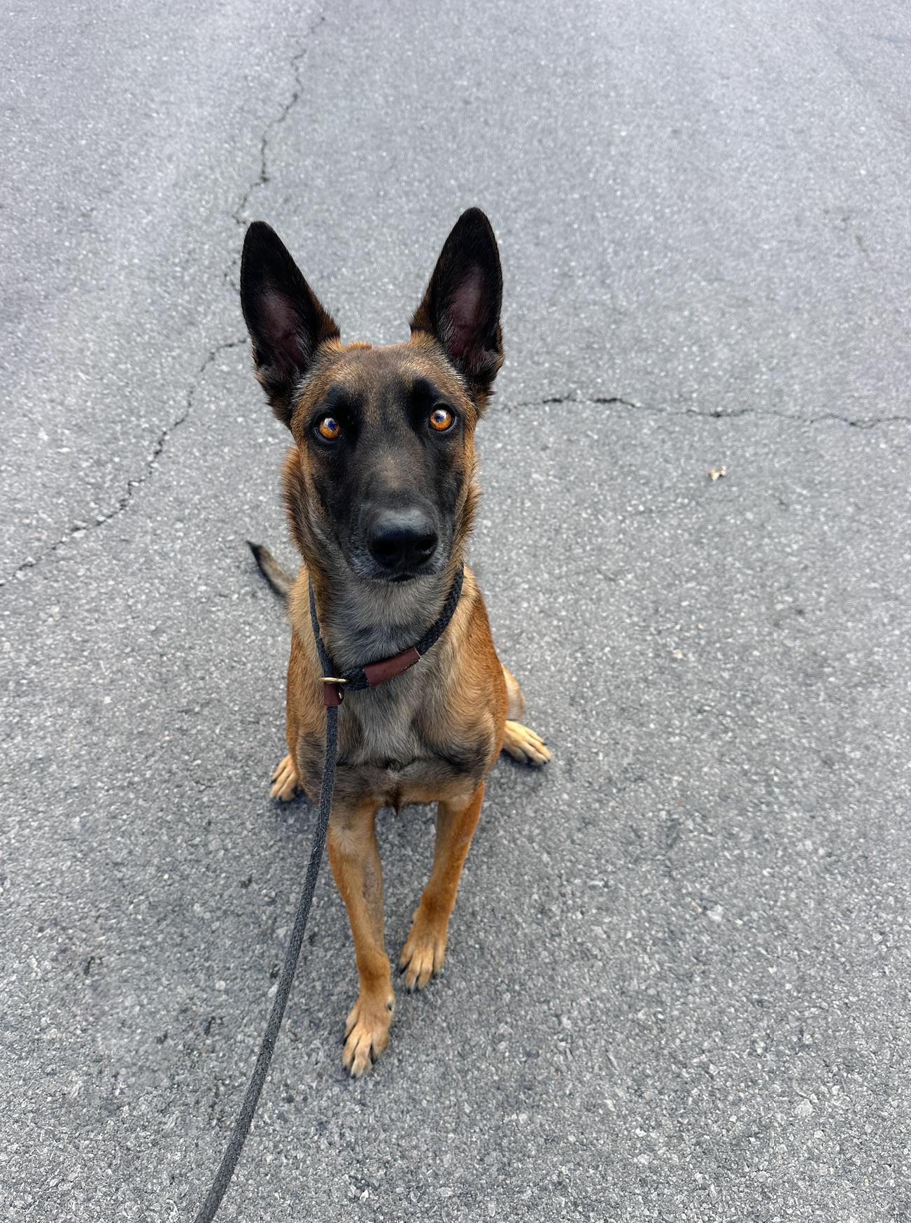Enlarge Themba, a Adoptable mixed breed in Las Vegas, NV image 3/5