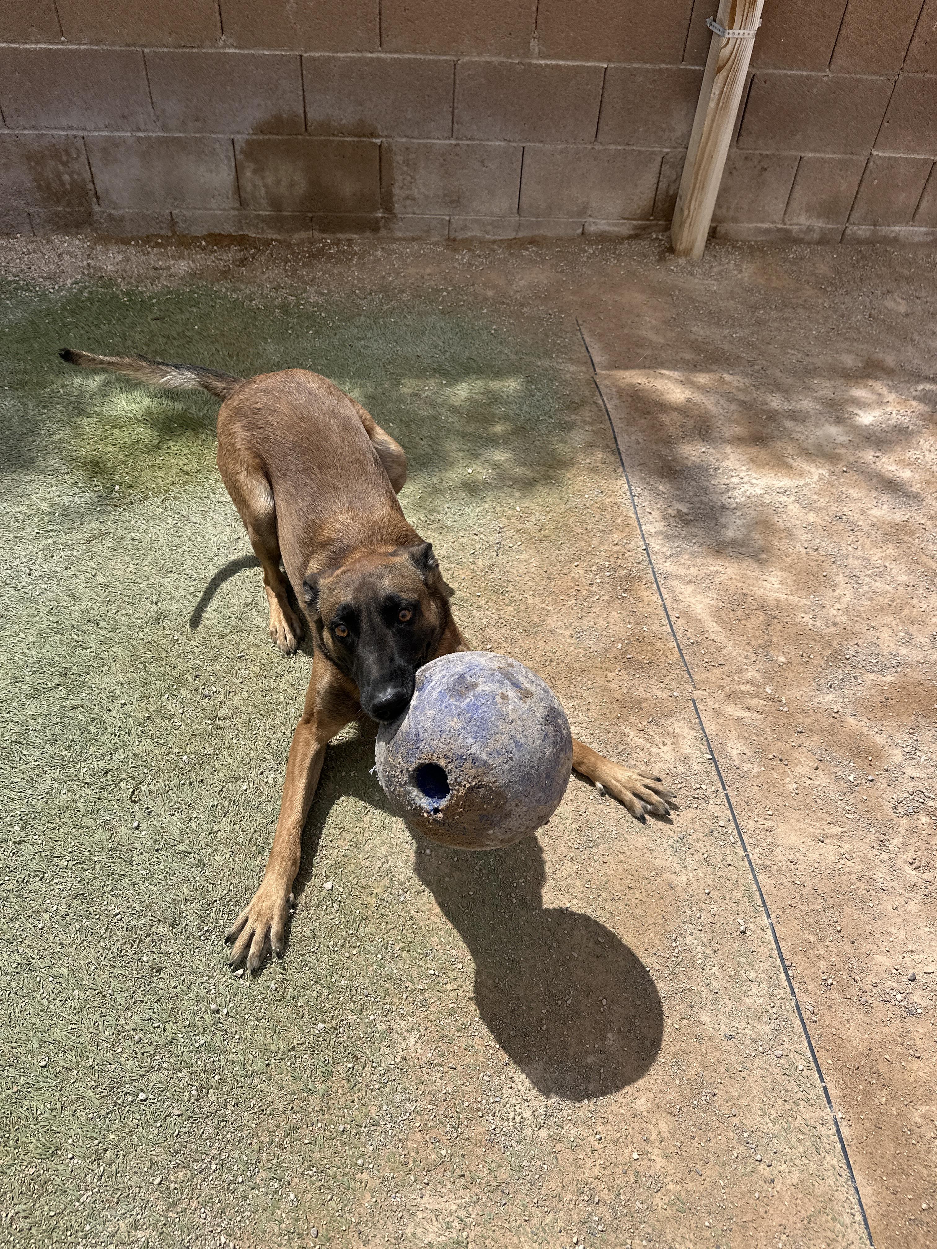 Enlarge Themba, a Adoptable mixed breed in Las Vegas, NV image 4/5