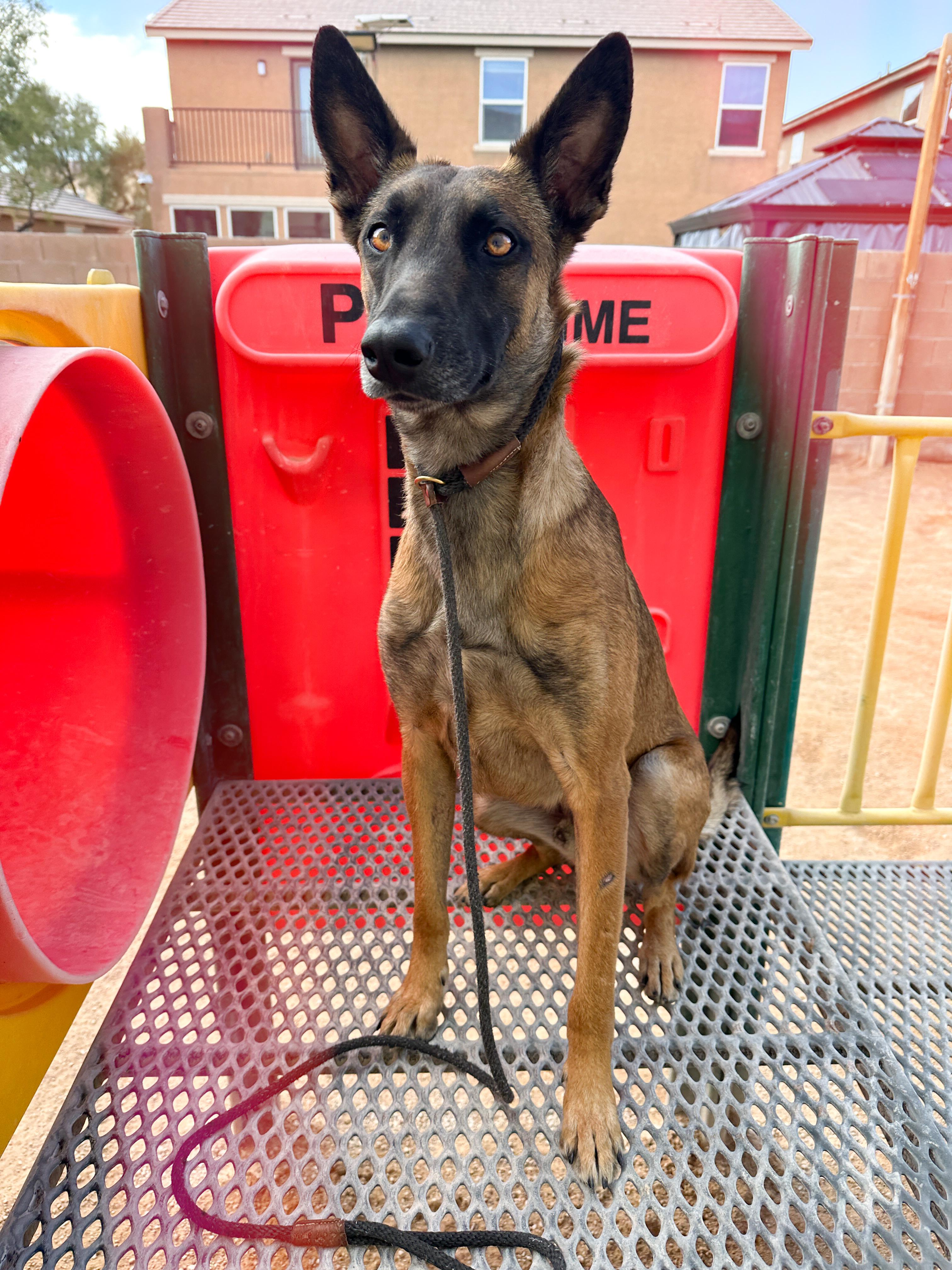Enlarge Themba, a Adoptable mixed breed in Las Vegas, NV image 5/5